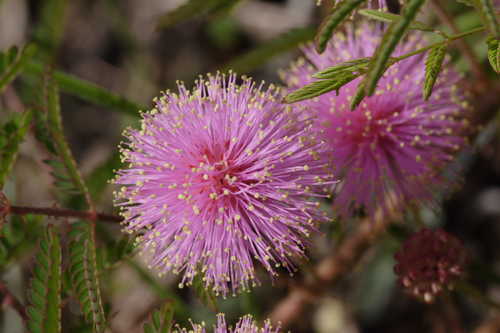 Mimosa microphylla #3